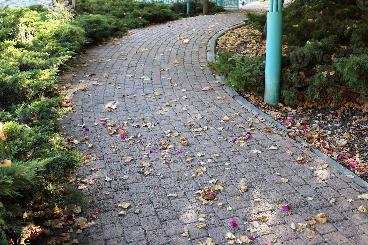 Pedestrian road in the city park. photo