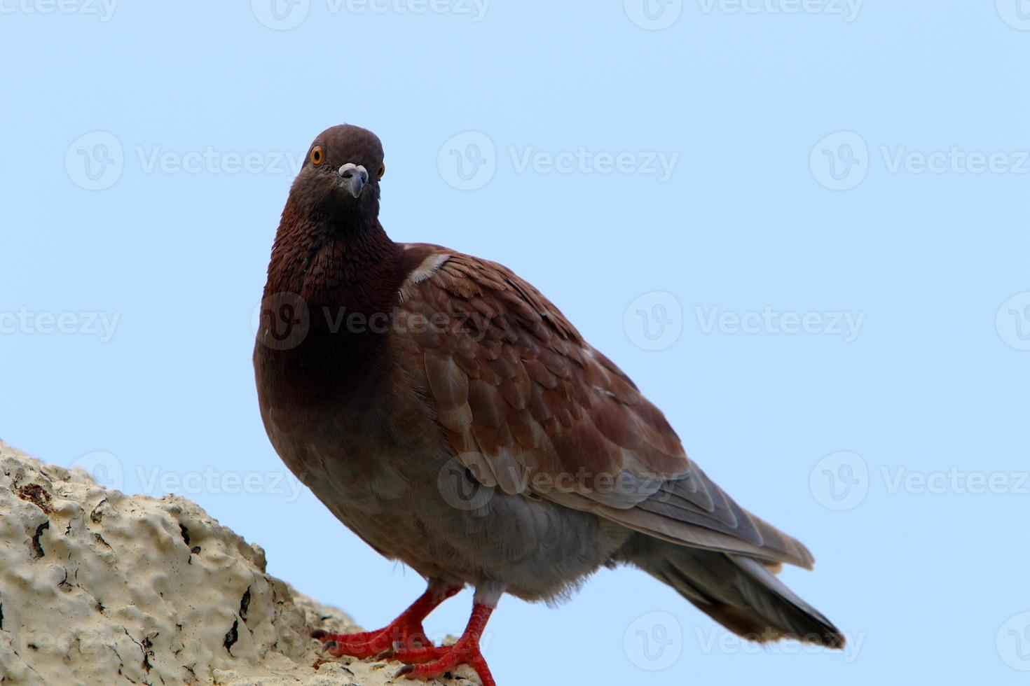 palomas salvajes en un parque de la ciudad en israel. foto