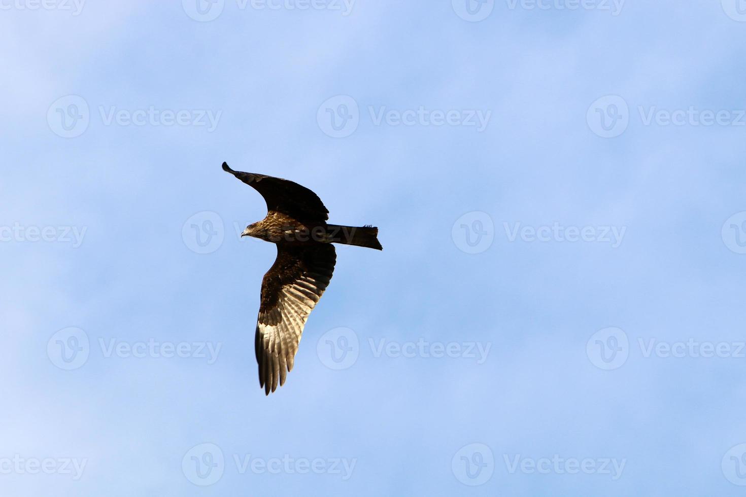 Birds in the sky over the Mediterranean Sea. photo