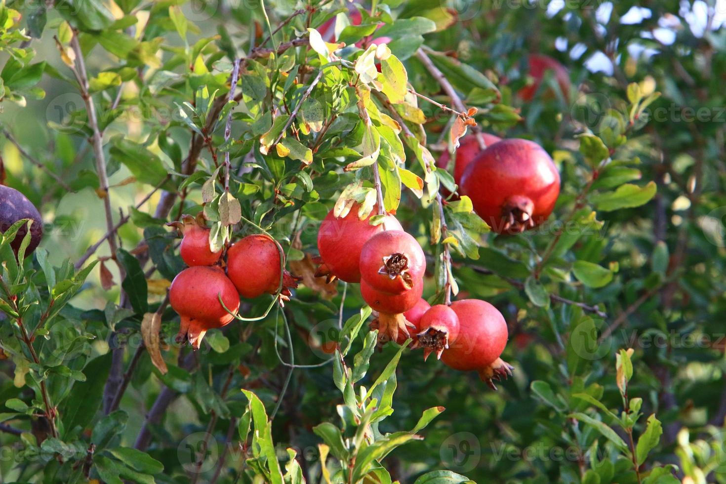 Pomegranates on a tree in a city park. photo