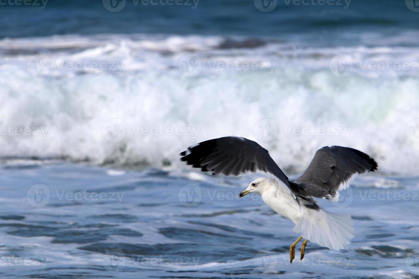 A seagull sits on the shore of the Mediterranean Sea. photo