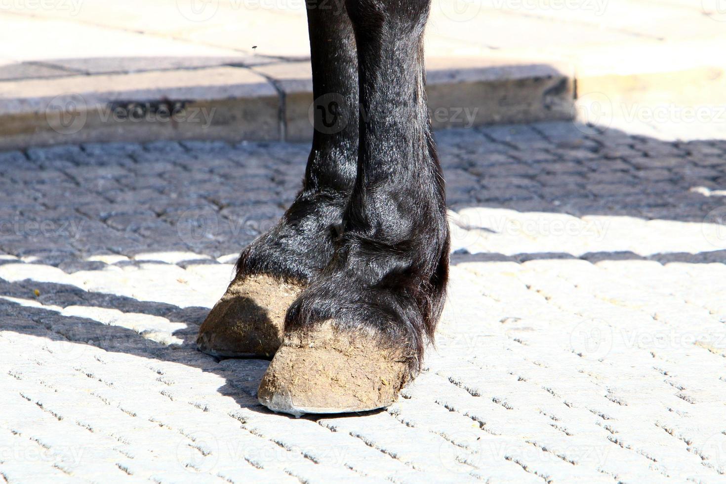 Domestic horses at a stable in Israel. photo