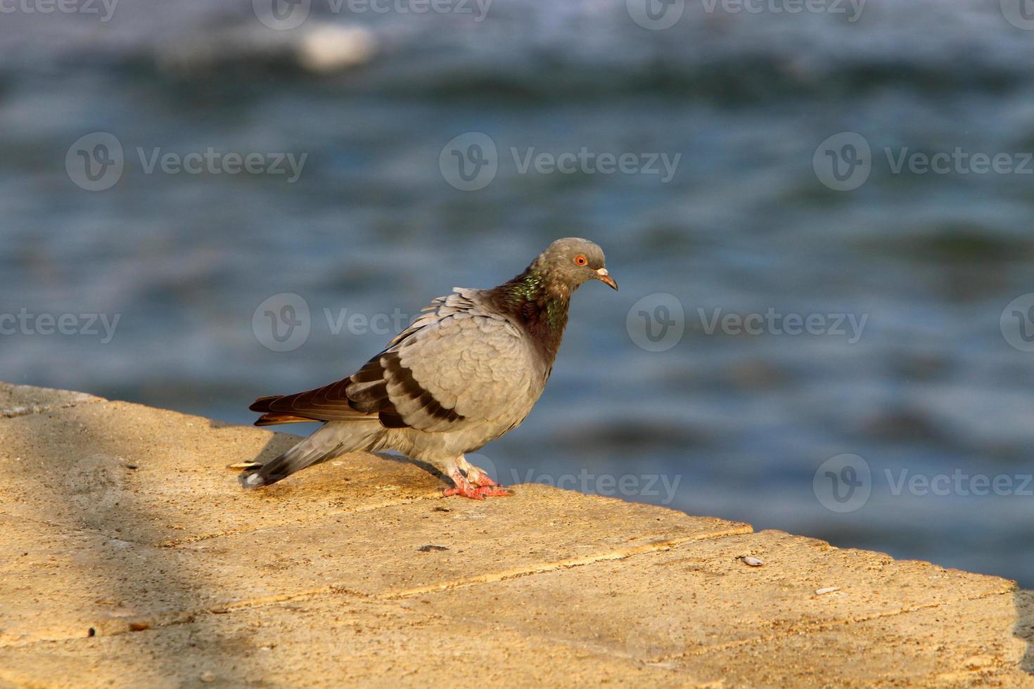 Wild pigeons in a city park in Israel. photo