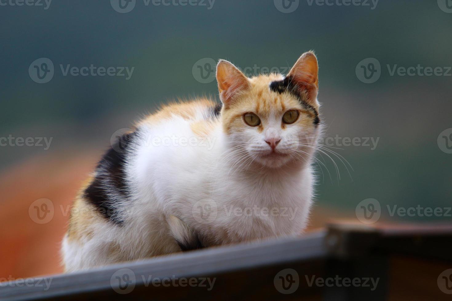 The domestic cat is a mammal of the cat family of the carnivora order. photo