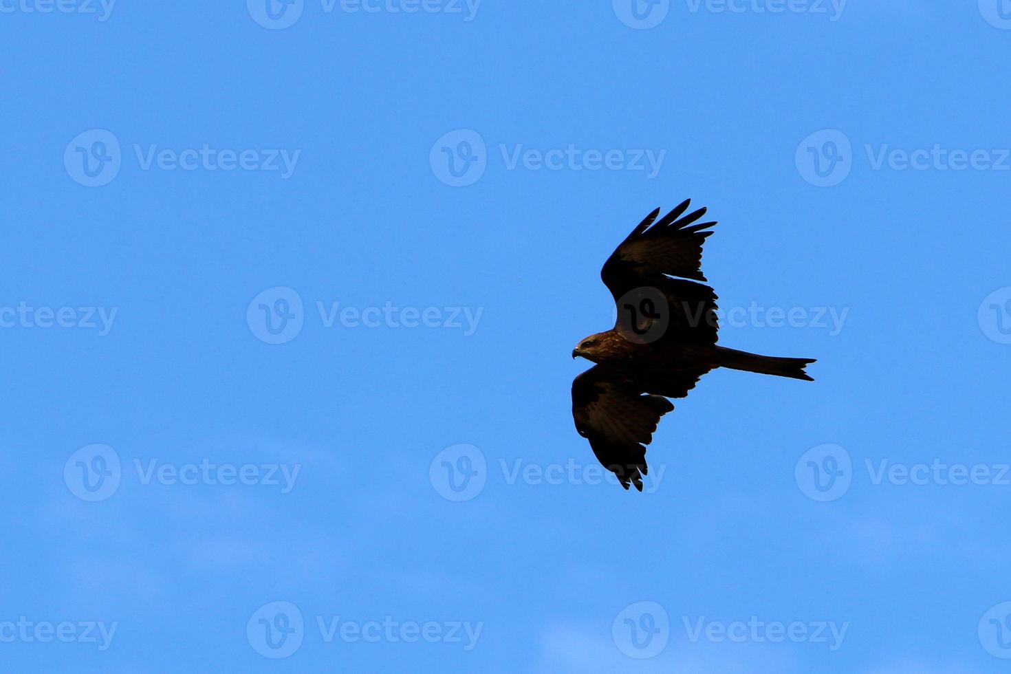 Birds in the sky over the Mediterranean Sea. photo