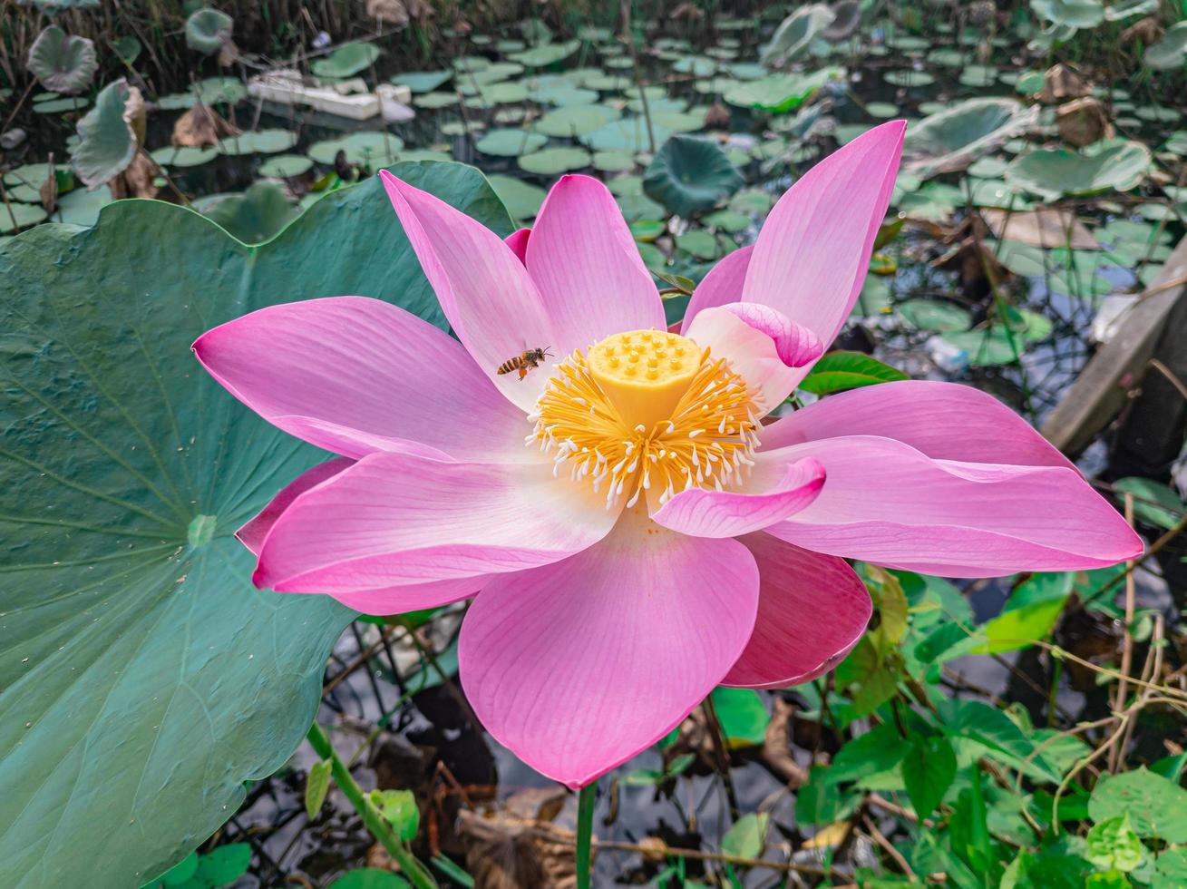 Pink lotus flower close up ,stock photo