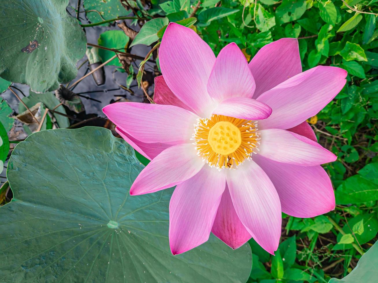 Pino lotus flower close up photo