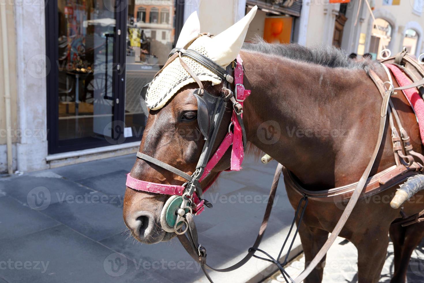 Domestic horses at a stable in Israel. photo