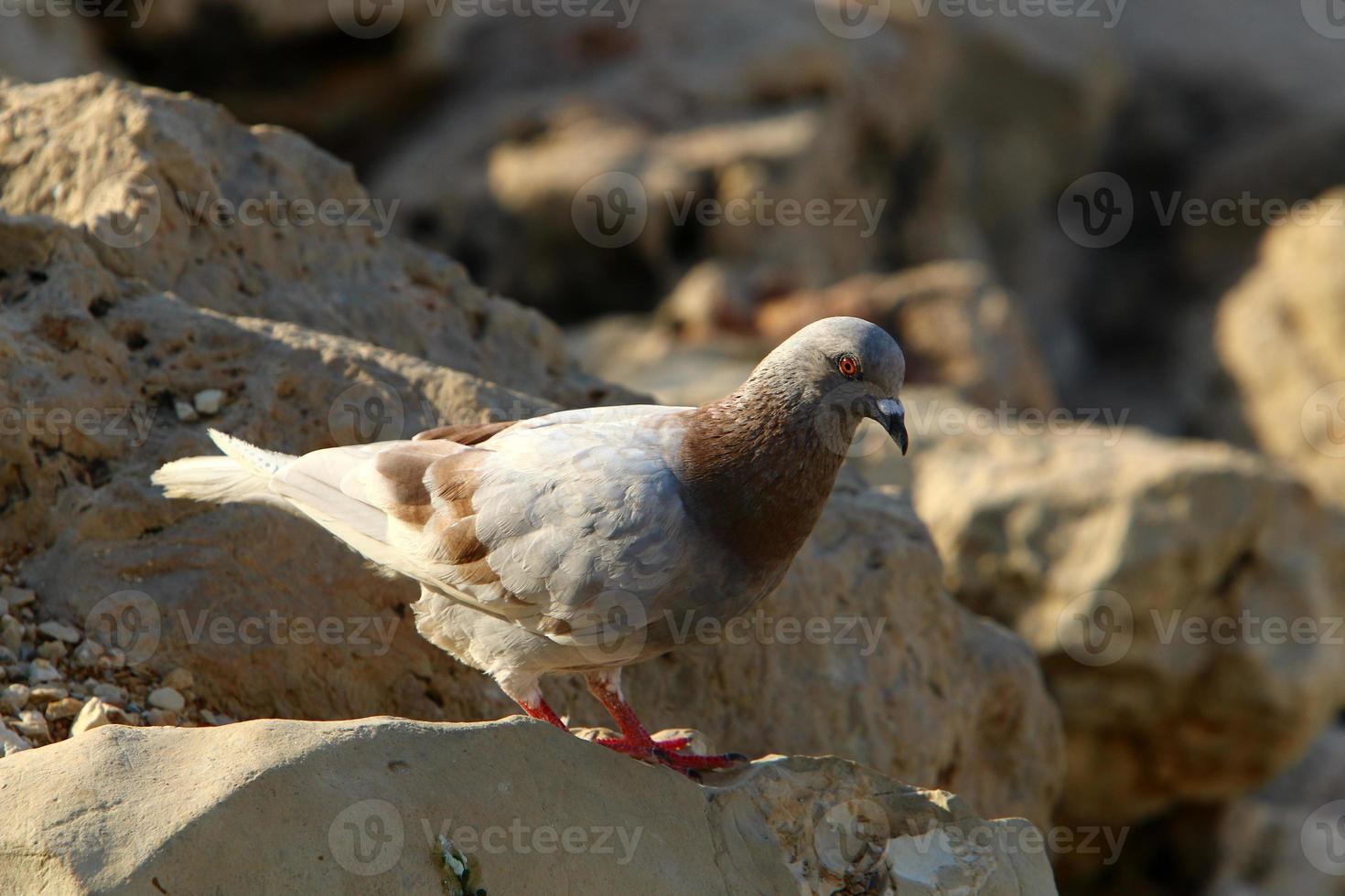 Wild pigeons in a city park in Israel. photo