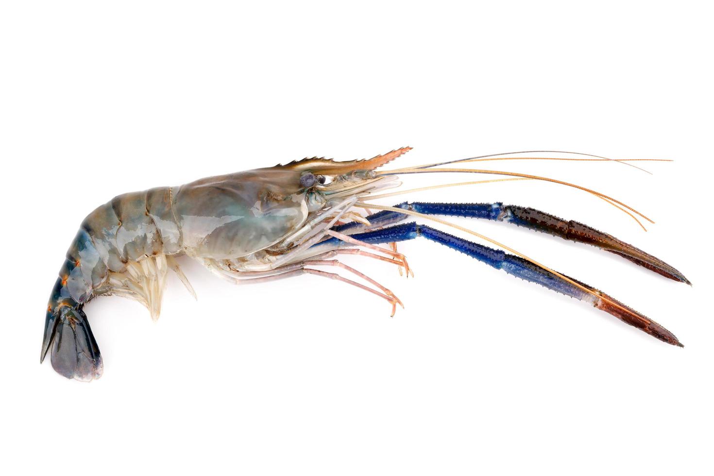 Fresh shrimp, Giant freshwater prawn on white 11040840 Stock Photo at ...