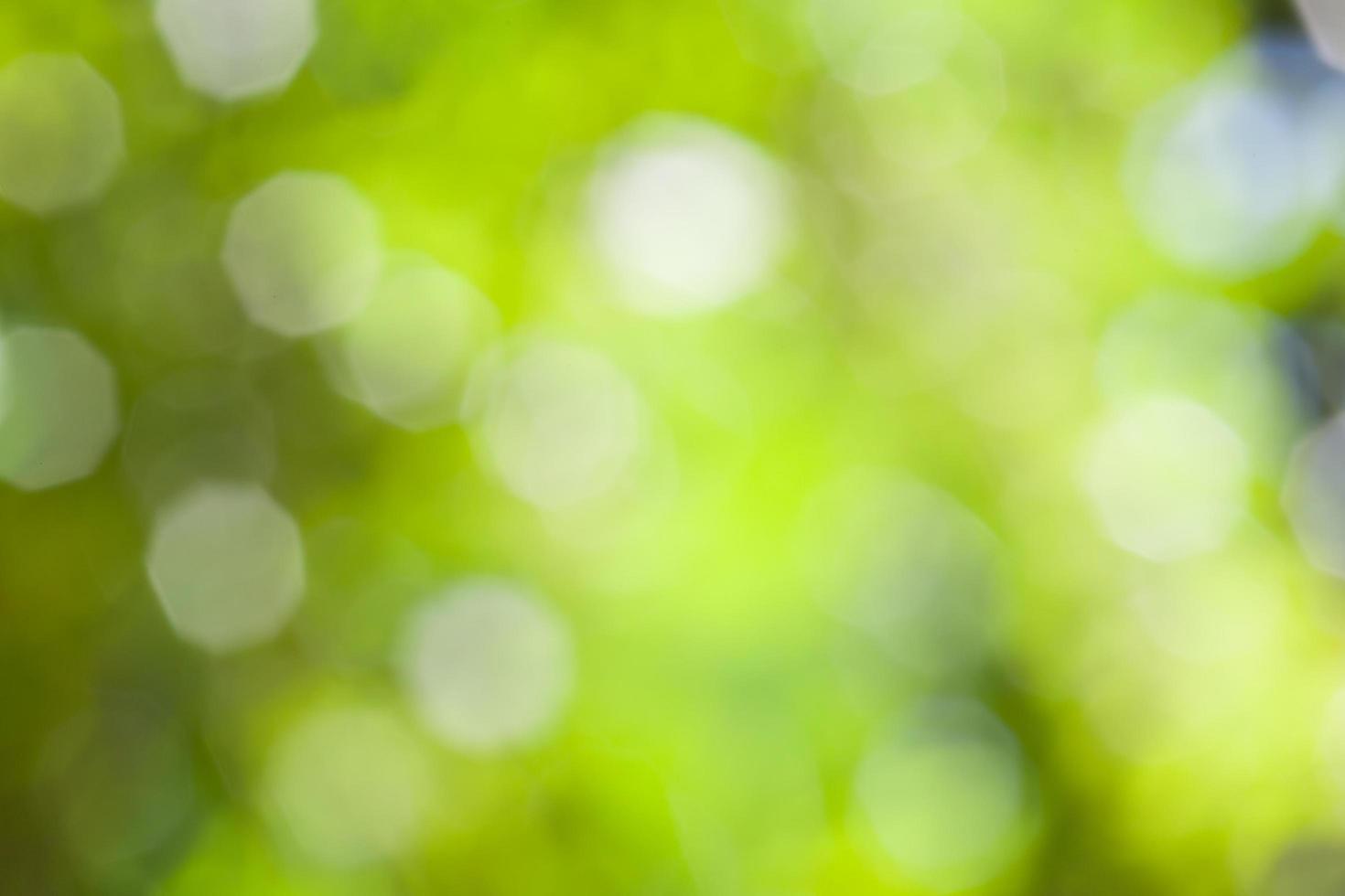 natural green bokeh background photo