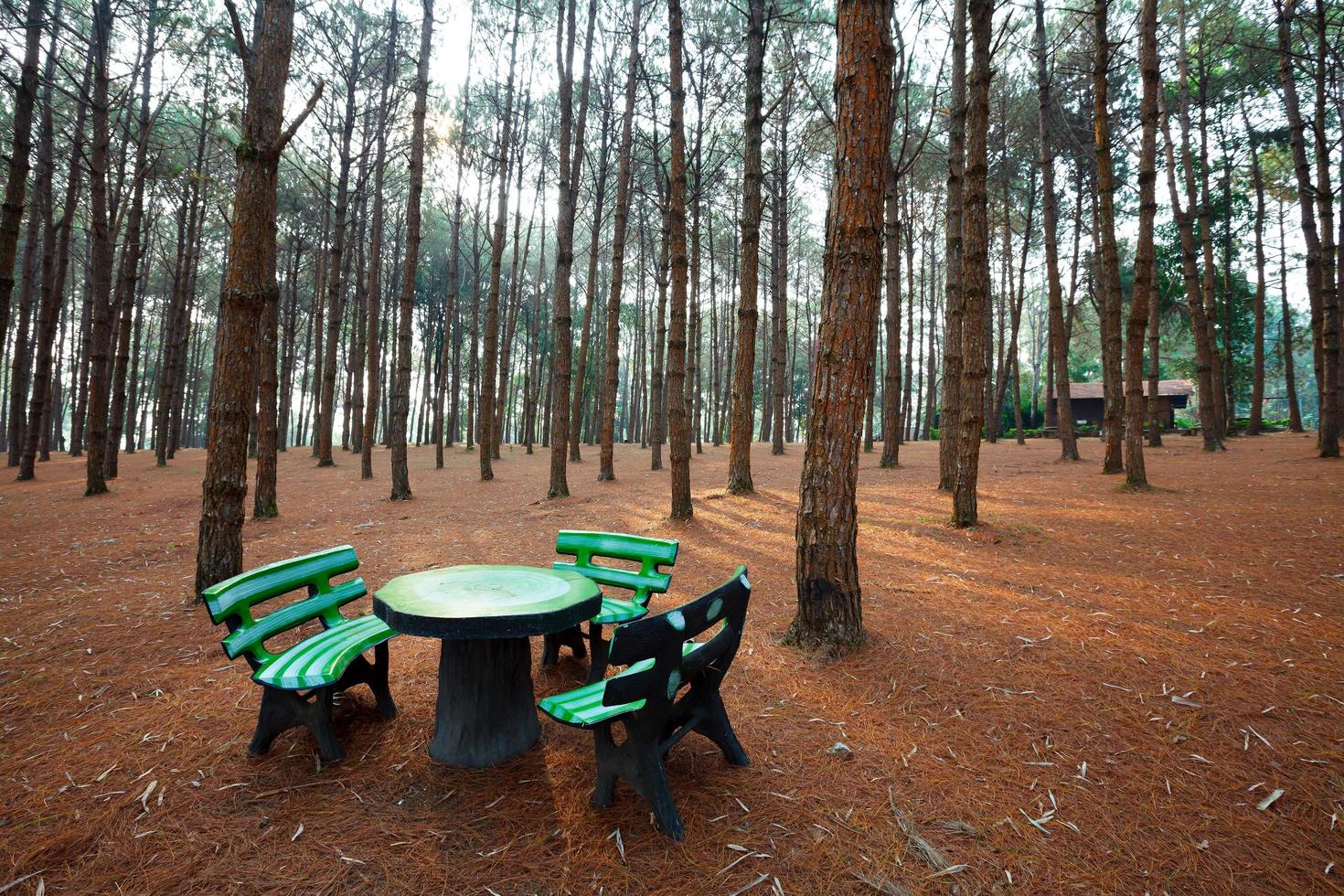 Stone benches and tables  in larch forest with sunlight and shadows at sunrise photo