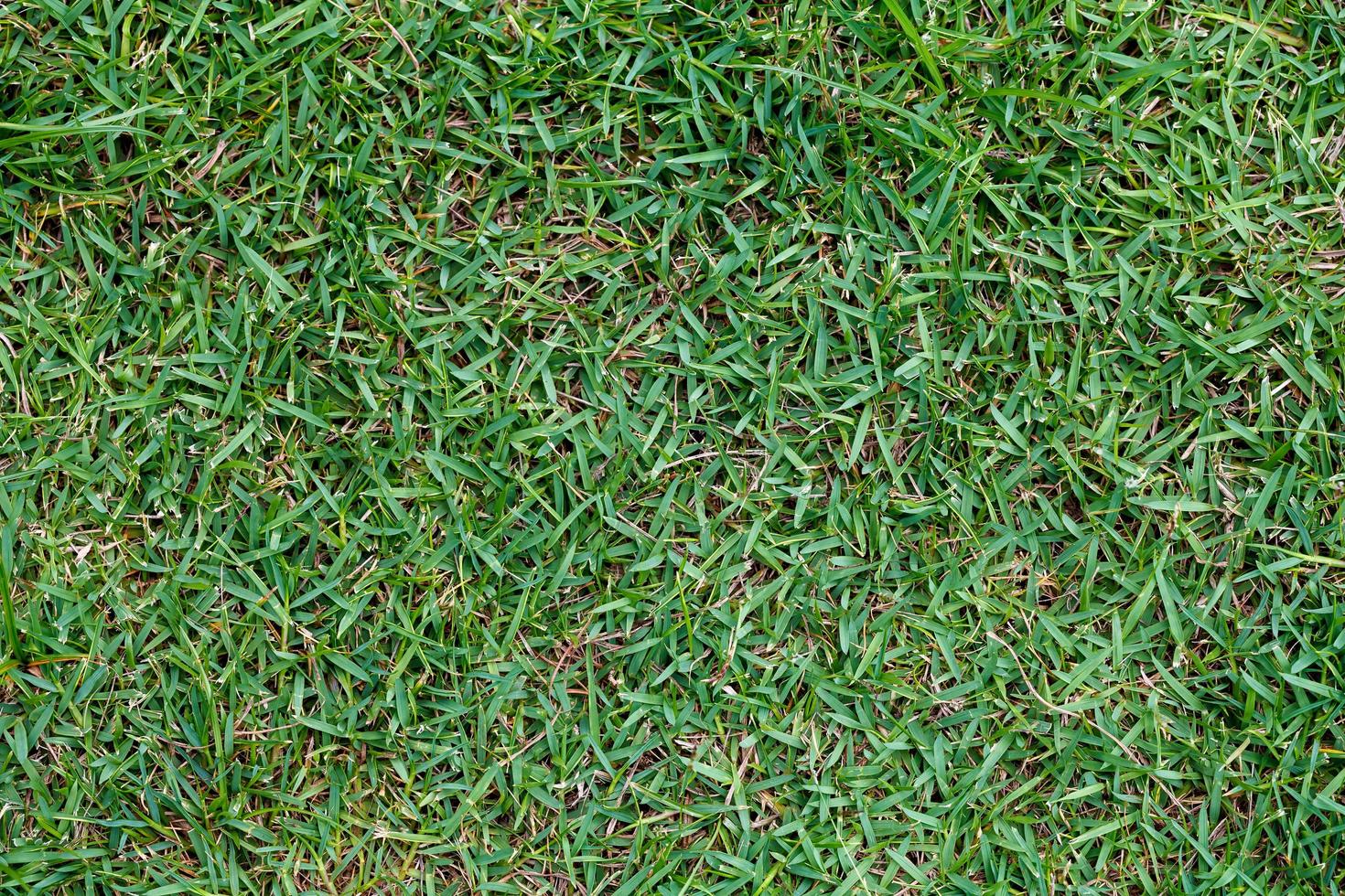 Green grass seamless texture photo