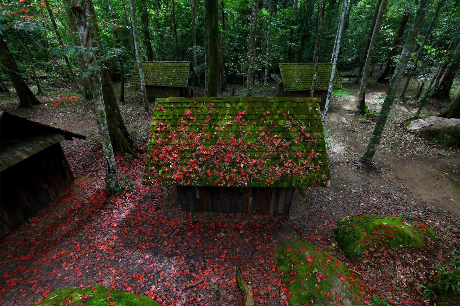 Red maple leaf wit Political and Military School at Phu hin Rong Kla National Park, Thailand photo