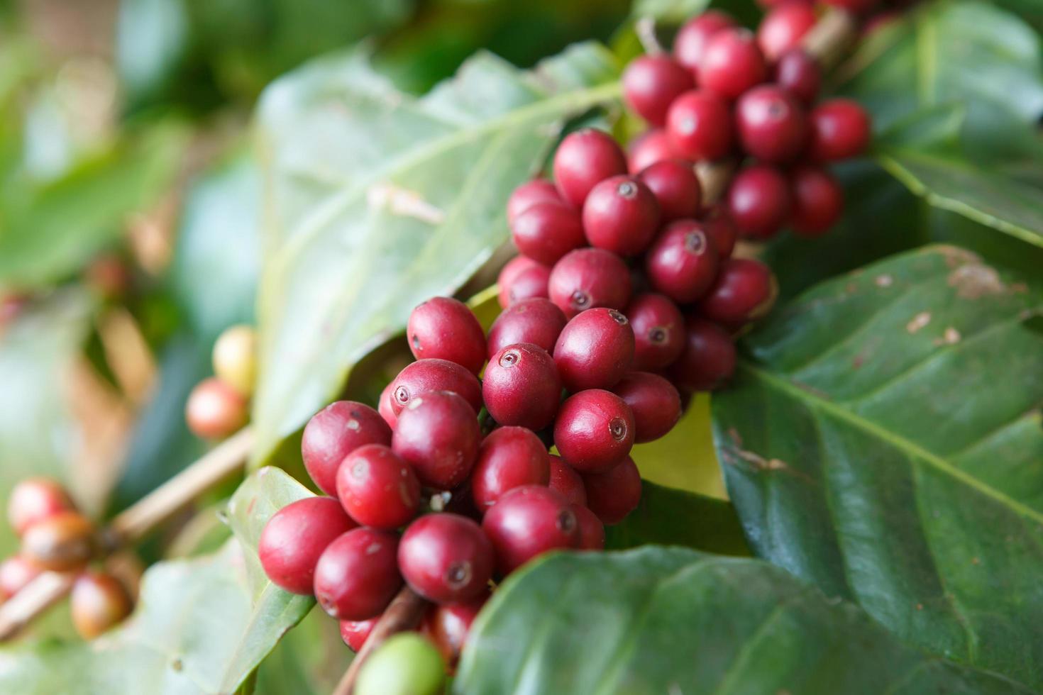 Coffee beans ripening on tree in North of thailand photo
