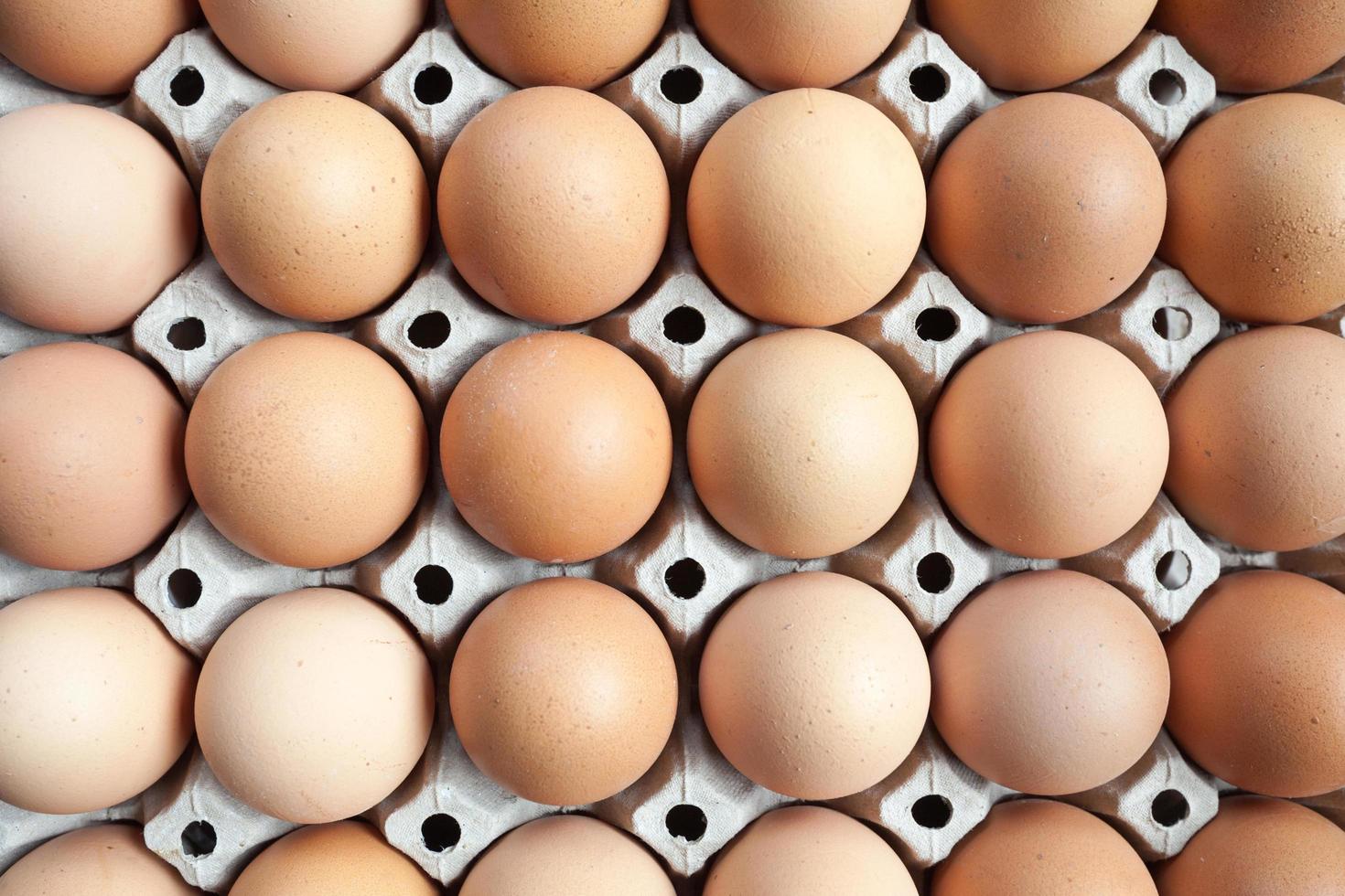 Eggs in paper tray photo