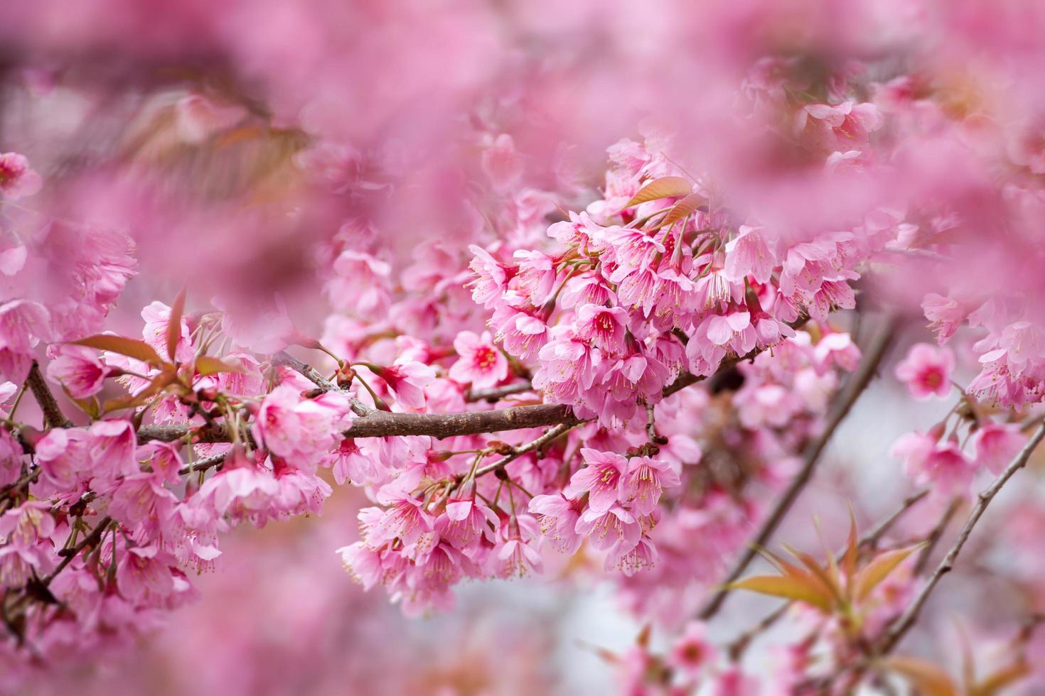 Close up branch with pink sakura blossoms photo