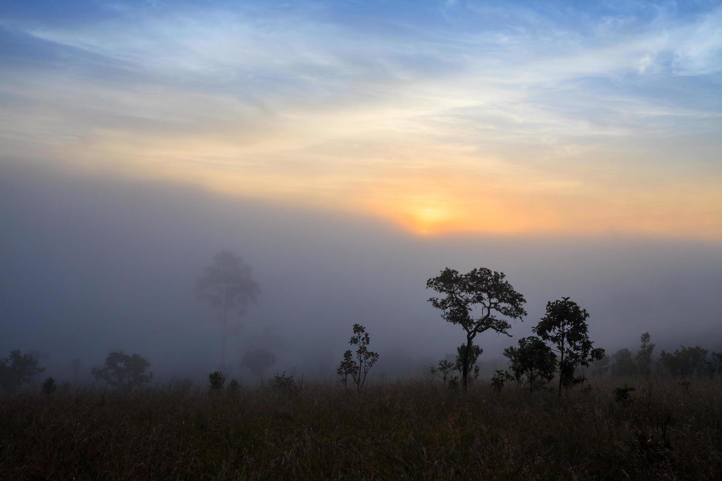 misty morning sunrise in mountain at Thung Salang Luang National Park Phetchabun,Thailand photo