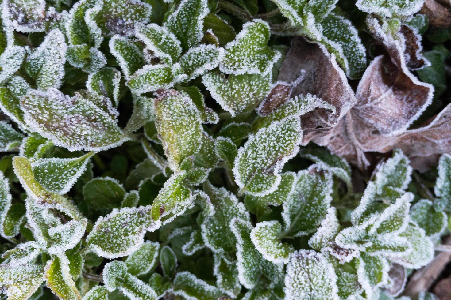 Frost covered leaves at Doi inthanon Chiang mai, Thailand. photo