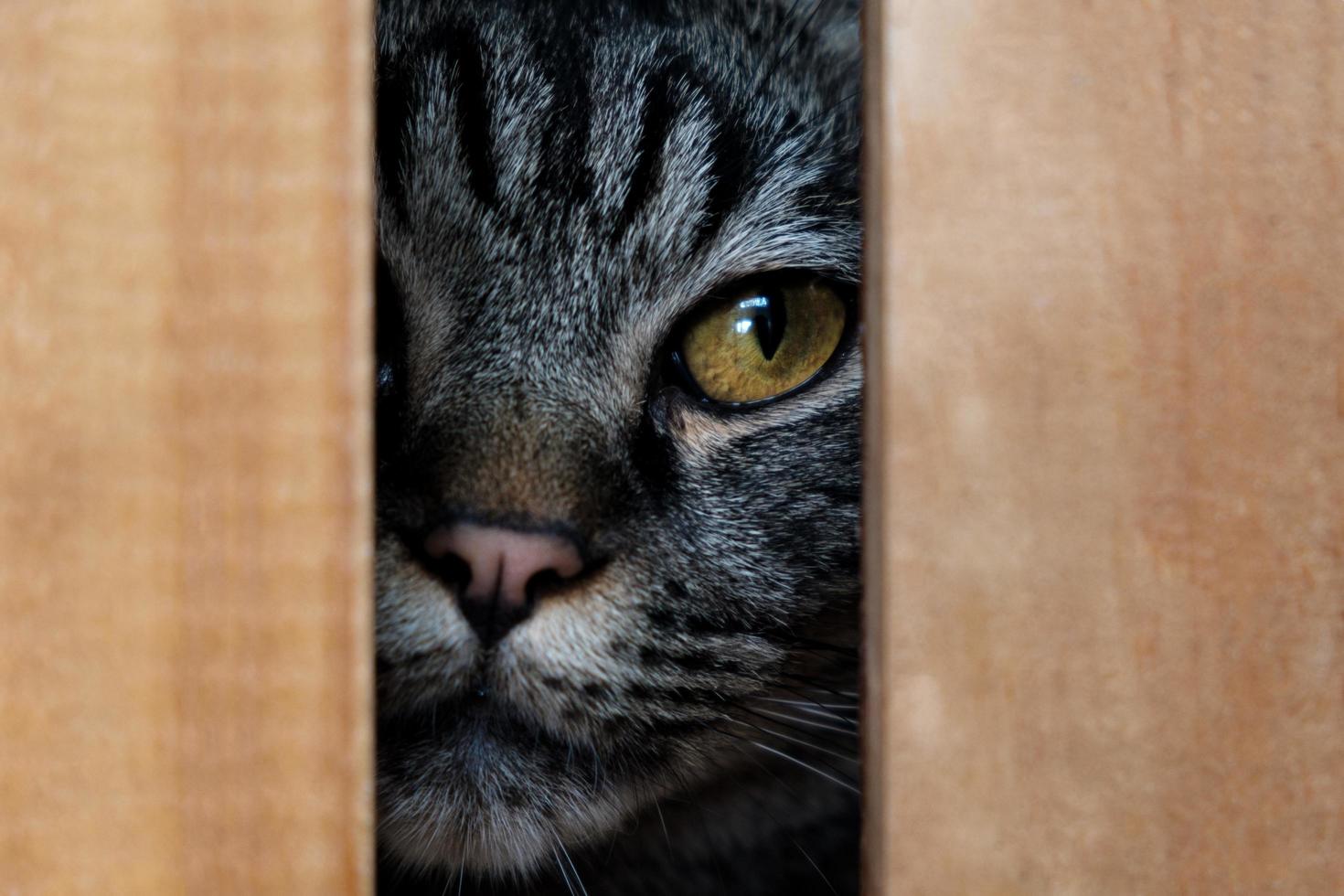 Portrait of brown-eyed cat, close up photo