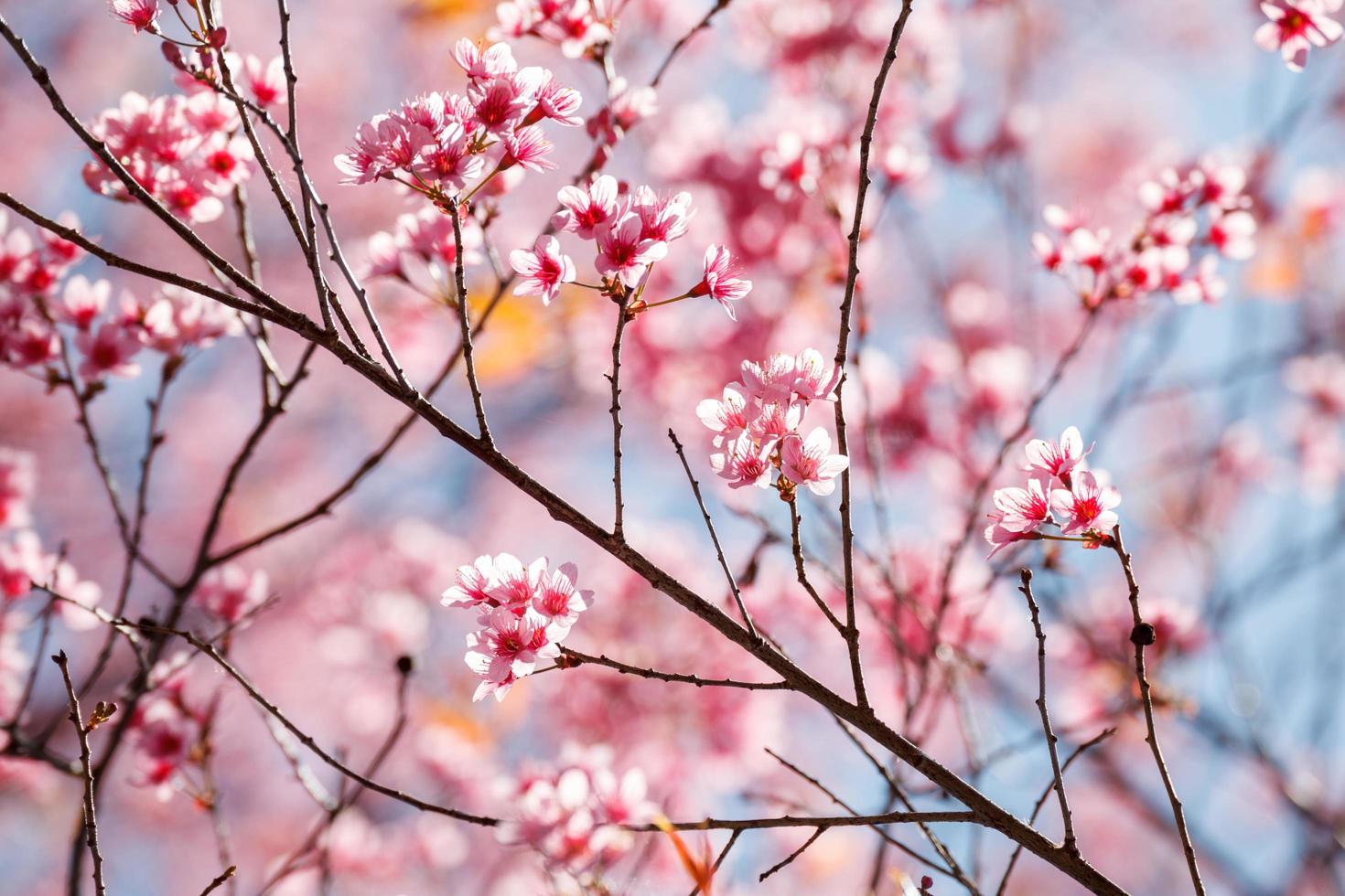 Cherry blossom in Khun Wang ChiangMai, Thailand. photo