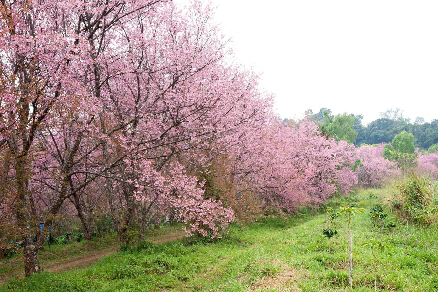 pink sakura blossoms on dirt road in thailand photo