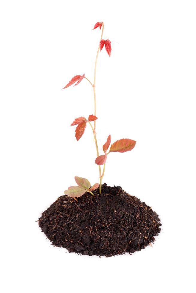 Growing young plant on white background photo