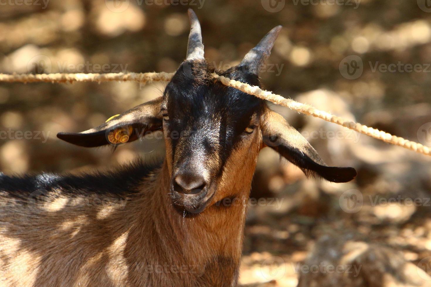 Goats live in a nature reserve in the Negev desert. photo