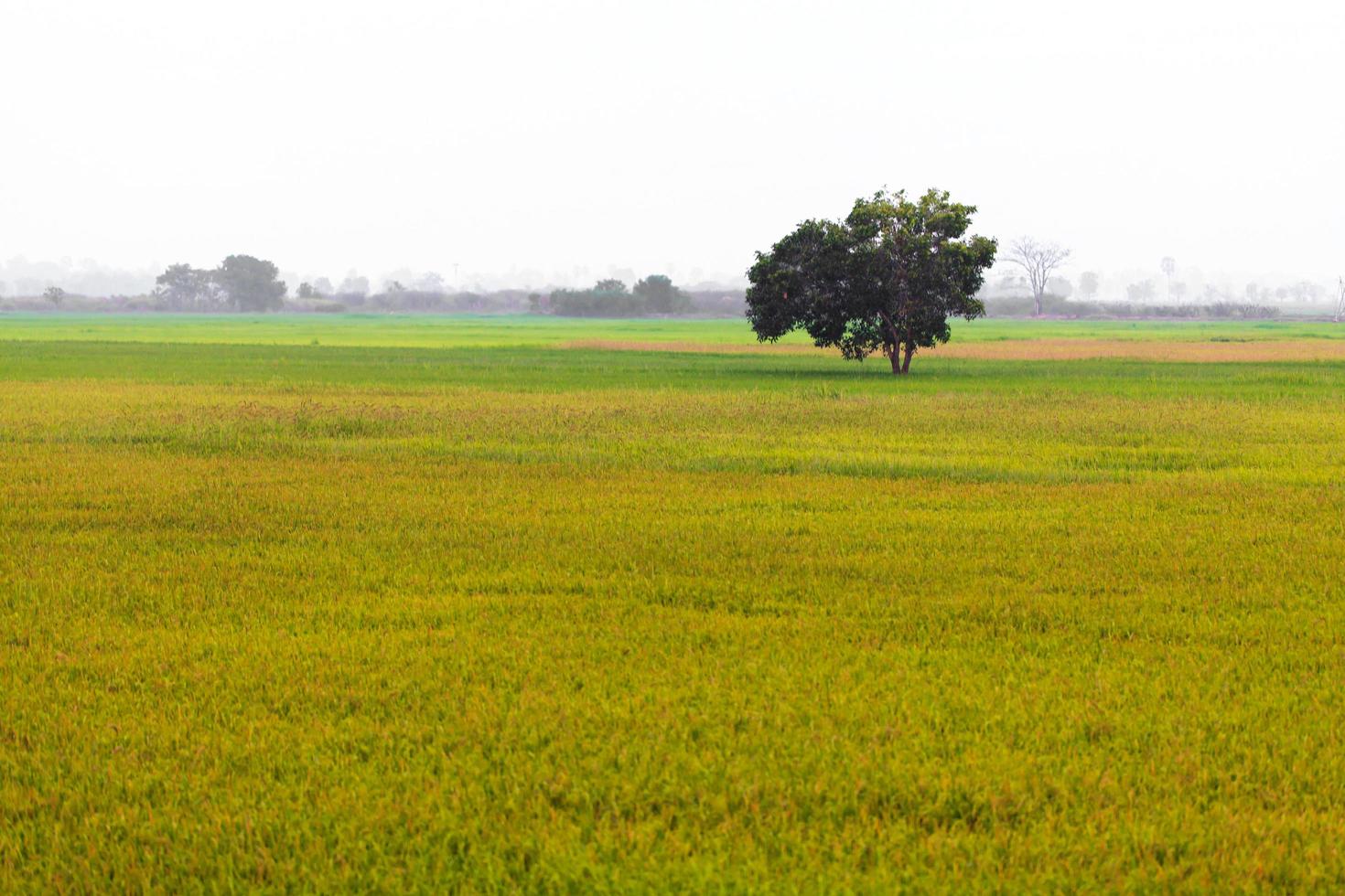 green rice field and tree with nature background photo