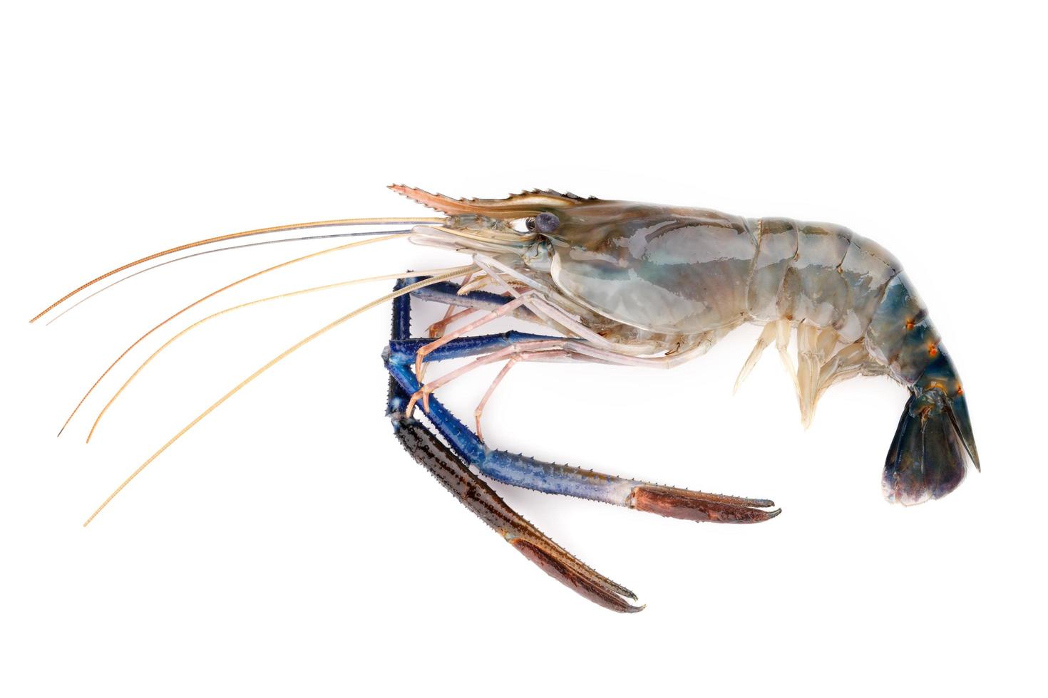 Fresh shrimp,Giant freshwater prawn on white photo