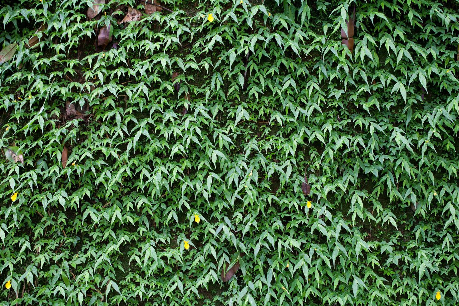 green leaf texture background photo
