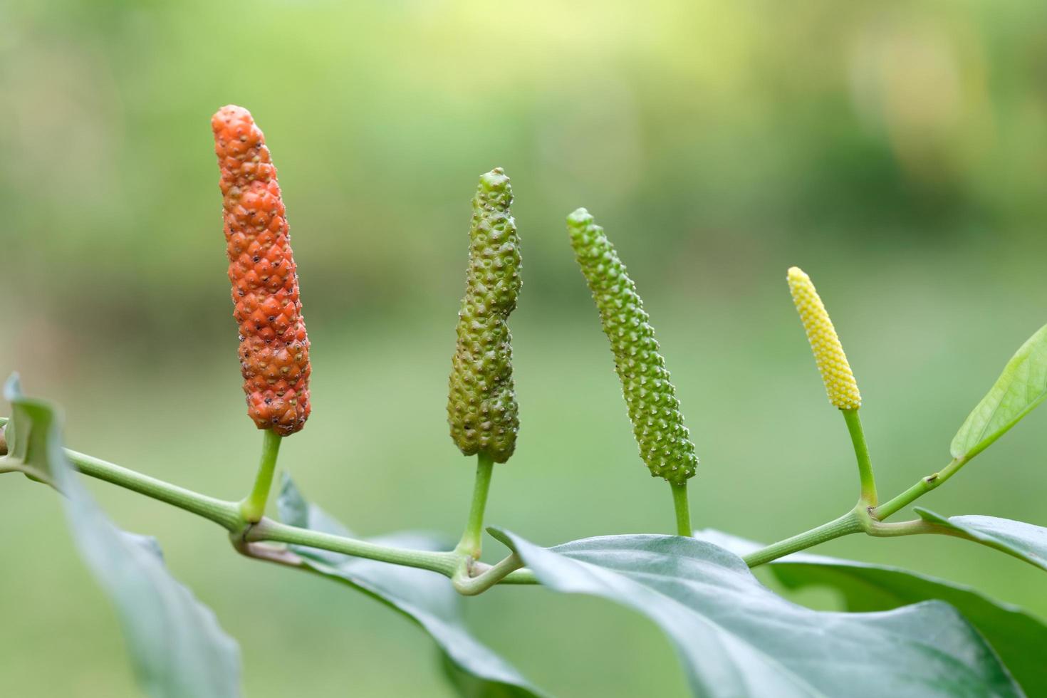 pimienta larga, especias y hierbas con propiedades medicinales. foto