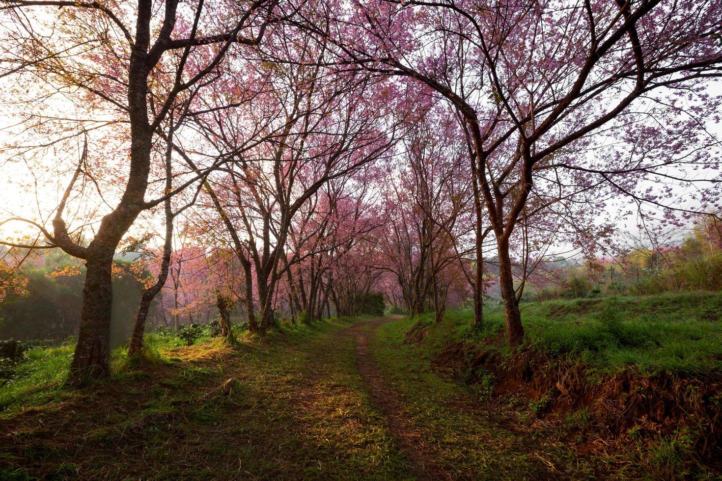 Morning sunrise in pink sakura blossoms on dirt road in chiangmai thailand photo