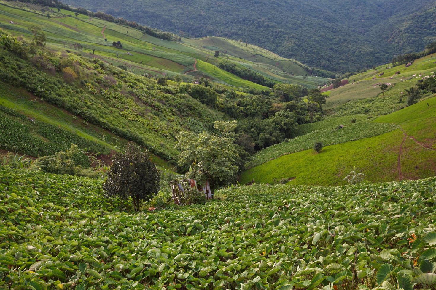 Taro field in mountains,Phechaboon Thailand photo
