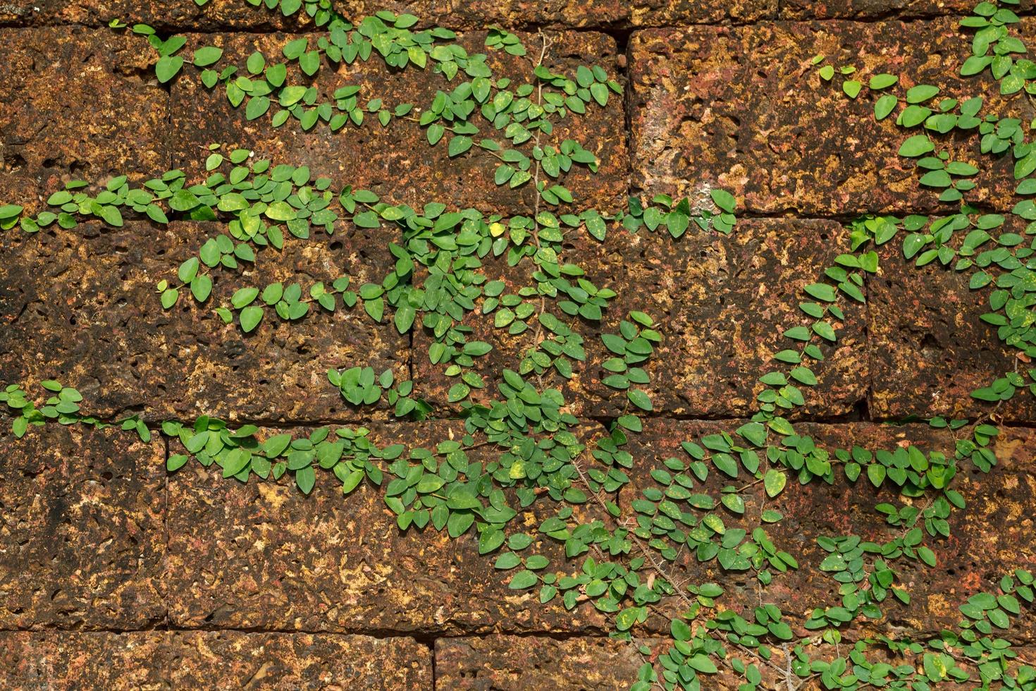Background old wall and ivy leaves photo