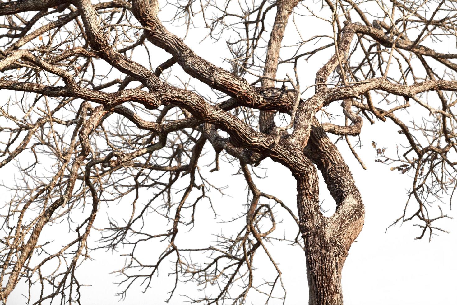 Tree twigs with bare trunks and branches photo