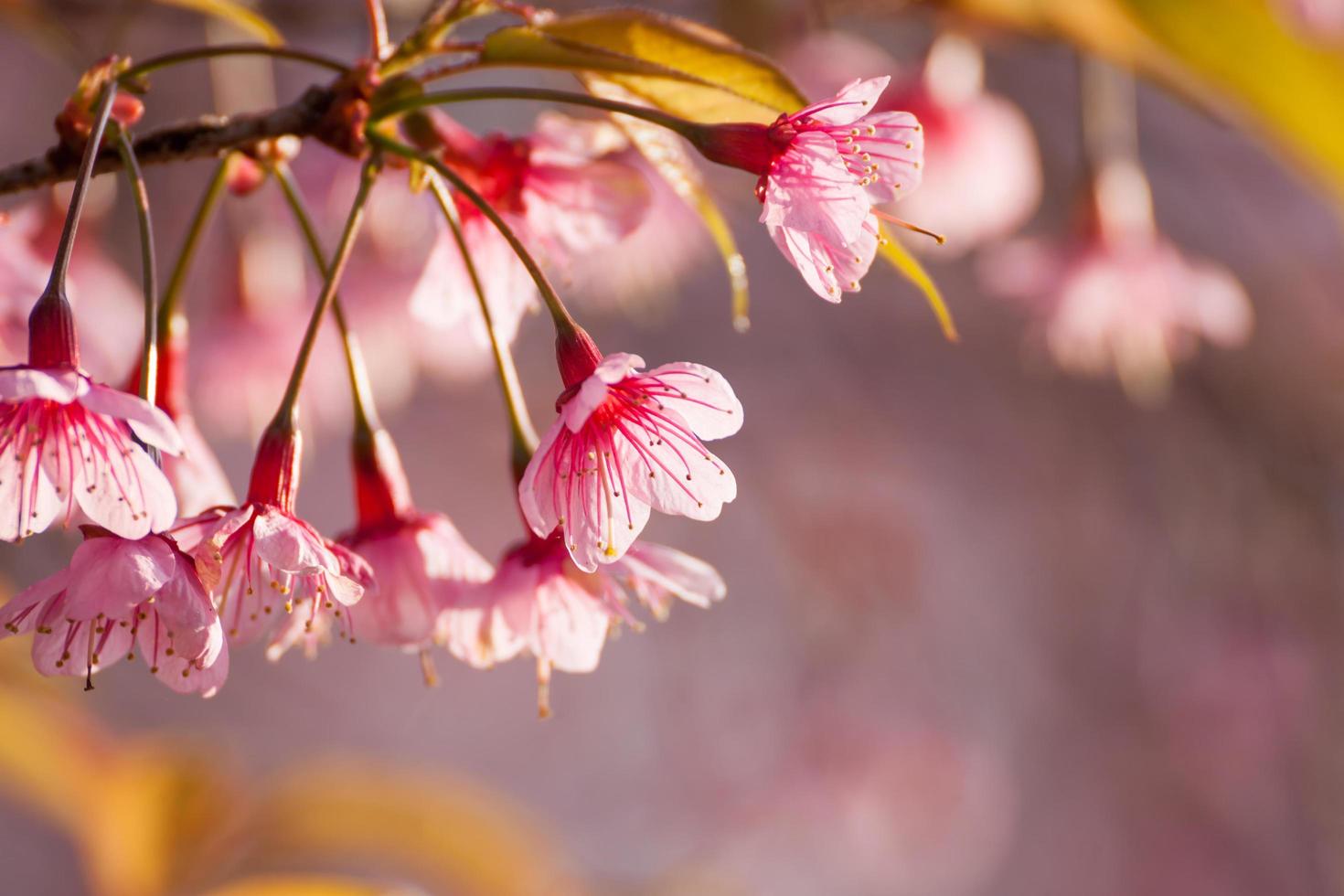 Close up branch with pink sakura blossoms in morning photo