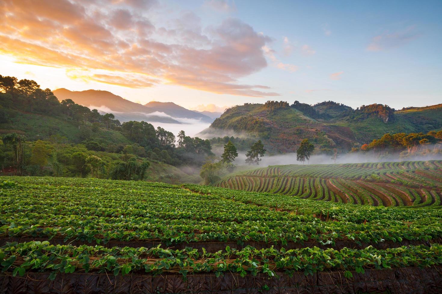 Misty morning sunrise in strawberry garden at Doi Angkhang mountain, chiangmai  thailand photo