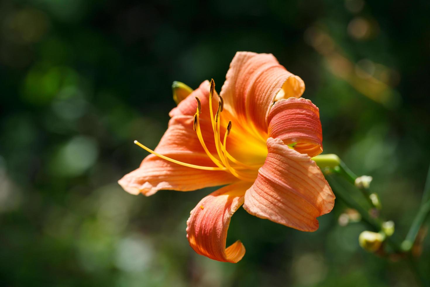 Orange-yellow lily flower,Close-up photo