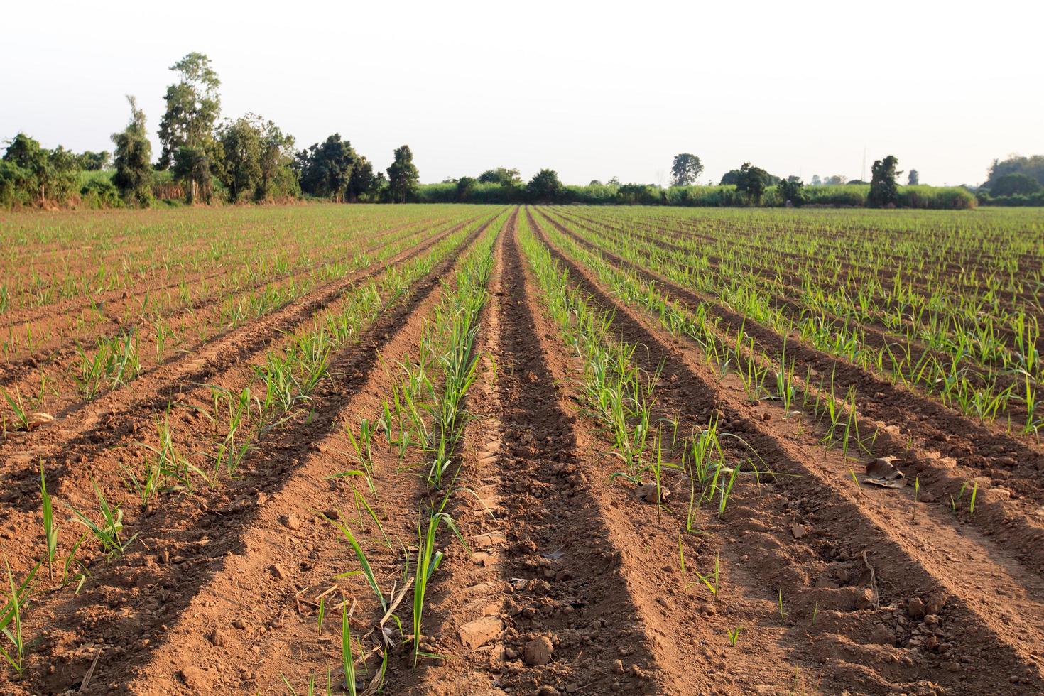 Young sugarcane field photo