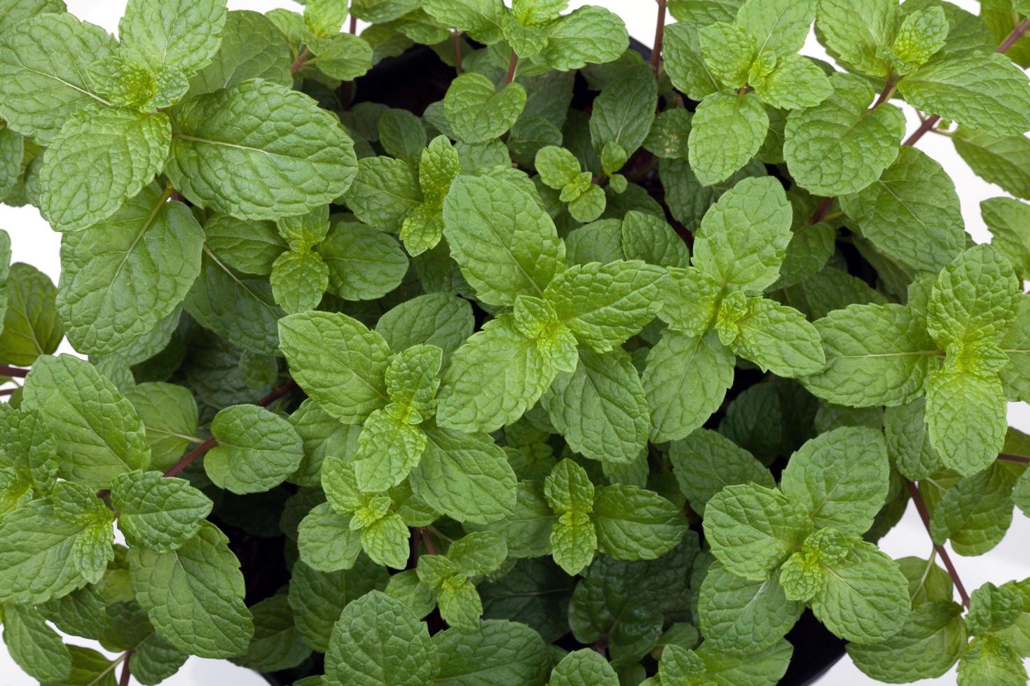 Green peppermint leaves 11042185 Stock Photo at Vecteezy