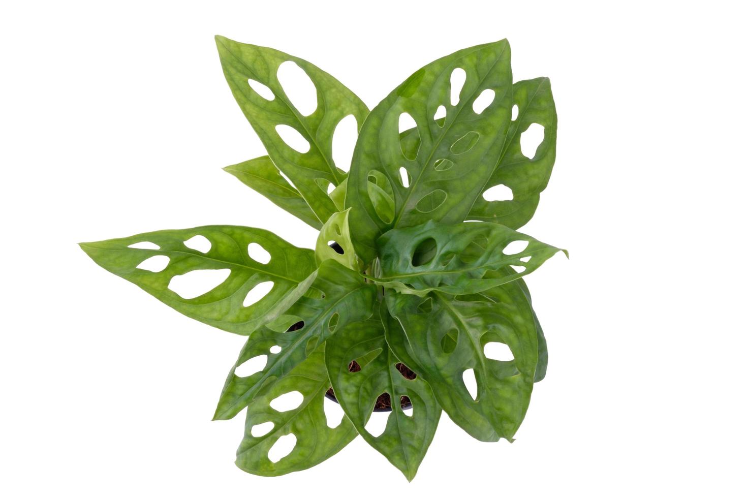 Young plant in pot,top view photo
