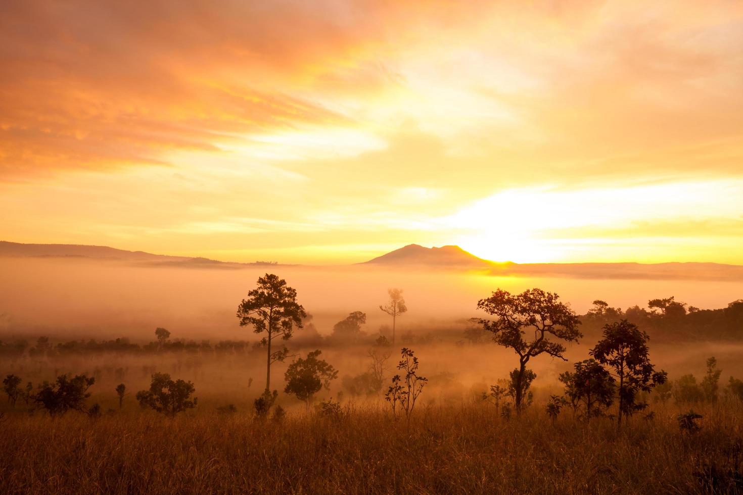 misty morning sunrise in mountain at Thung Salang Luang National Park Phetchabun,Thailand photo