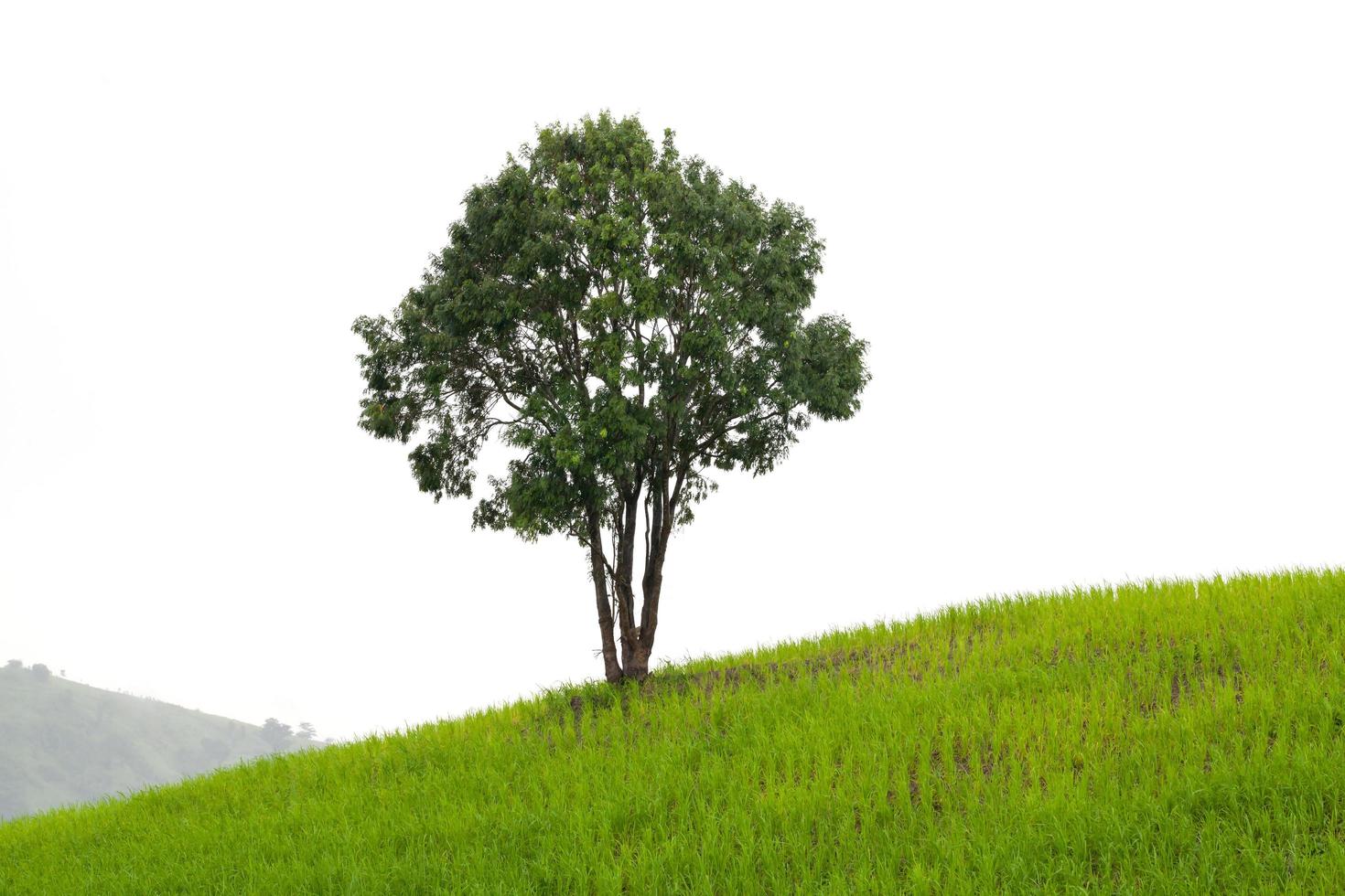 Trees on the hill photo