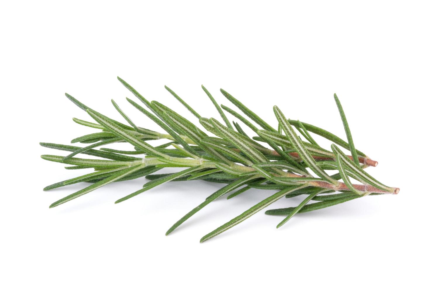 rosemary isolated on white background photo