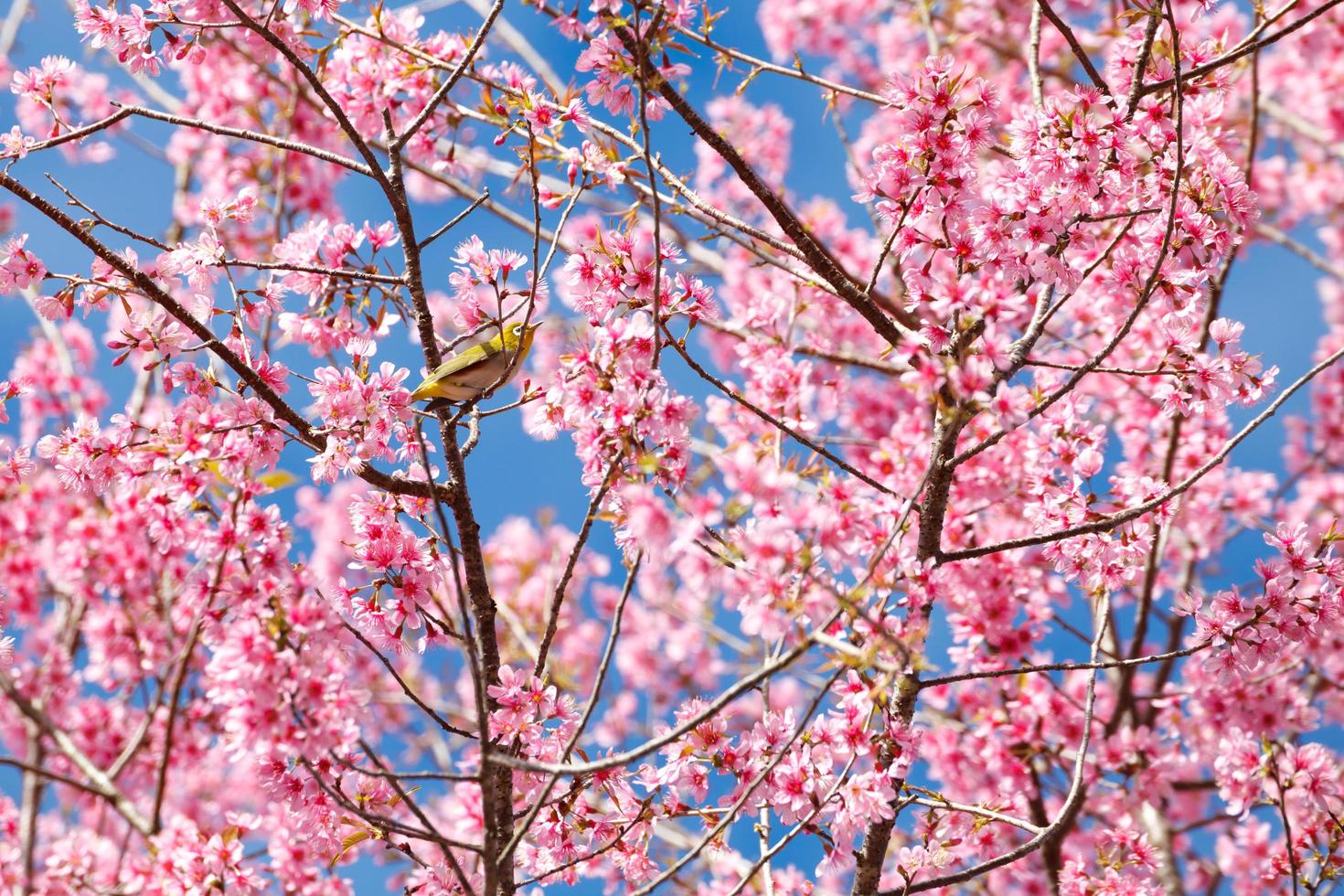 white-eye bird on cherry blossom and sakura photo