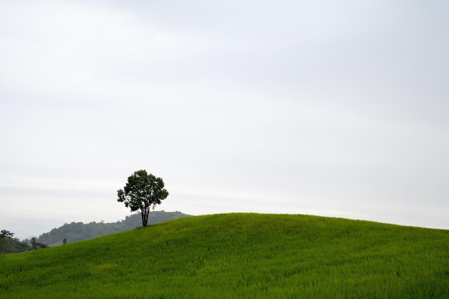 árboles en la colina foto