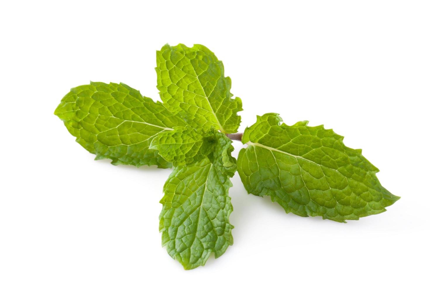 Fresh mint herb leaves isolated on white background photo