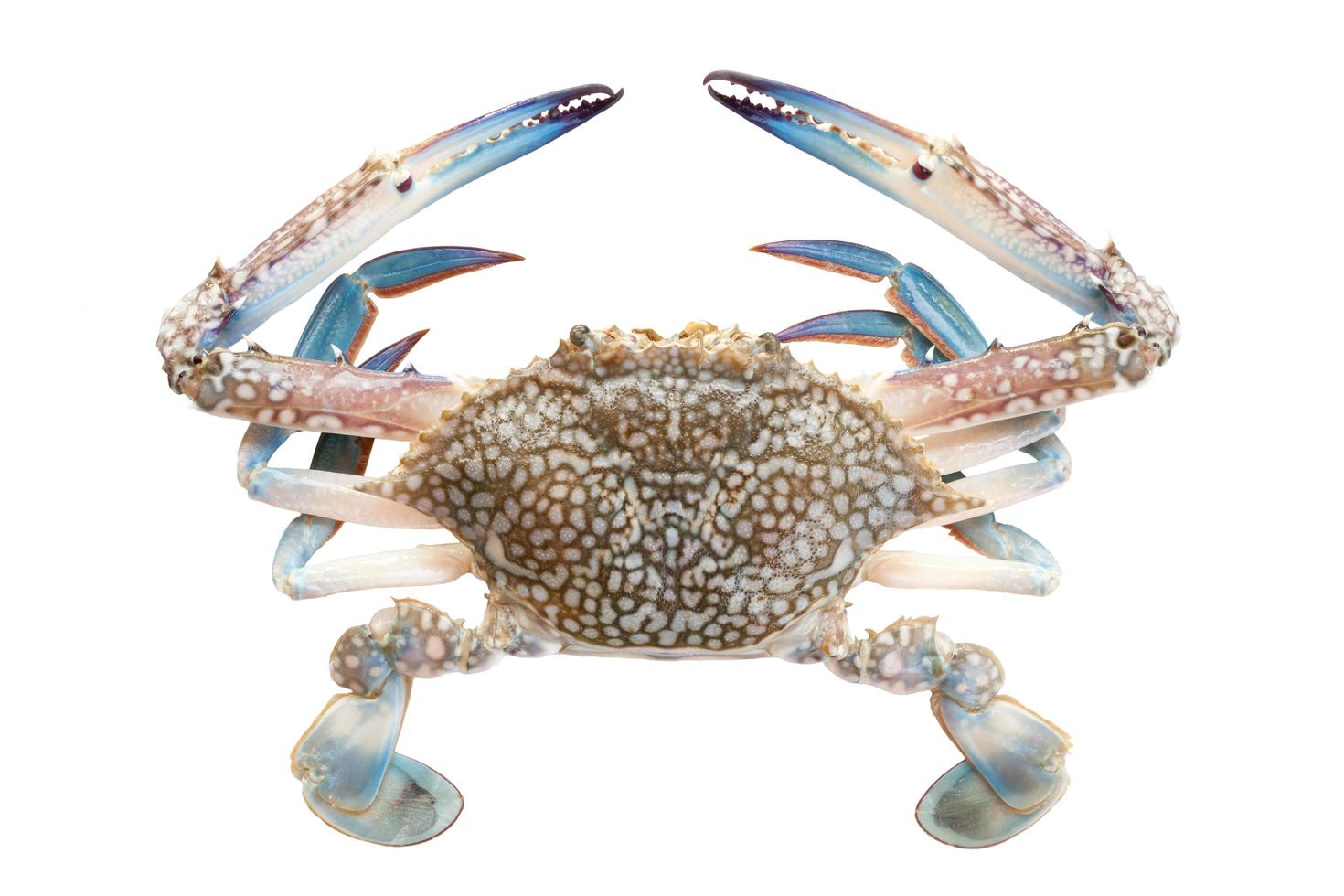 horse crab on white photo