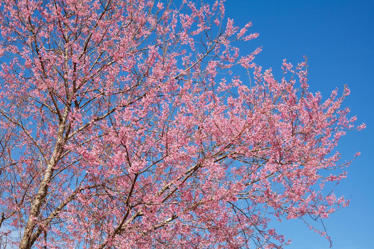 Branch with pink sakura blossoms and blue sky photo
